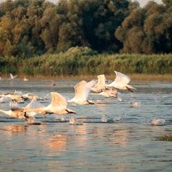 Danube Orlando Tourists