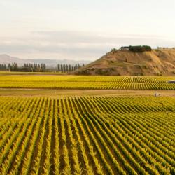Hawke's Bay Orlando Tourists