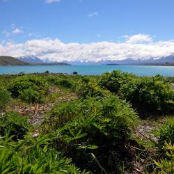 Lake Tekapo Orlando Tourists