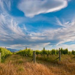 Marlborough Orlando Tourists