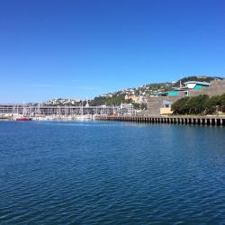 Wellington Orlando Tourists