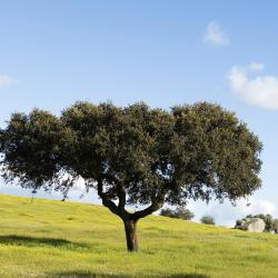 Alentejo Orlando Tourists