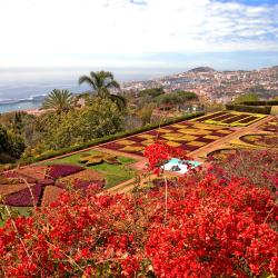 Funchal Orlando Tourists