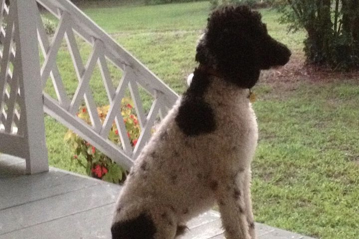 Oak Grove Bed And Breakfast - thumb 7