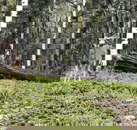 Alpine Gardens - Orlando Tourists