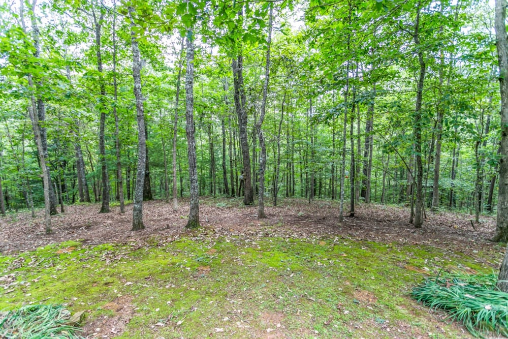 Bear Foot Ridge - thumb 1