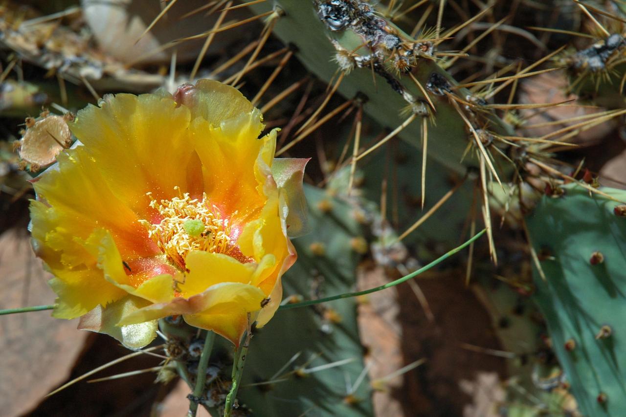 Red Sands Habitation #3 - thumb 5