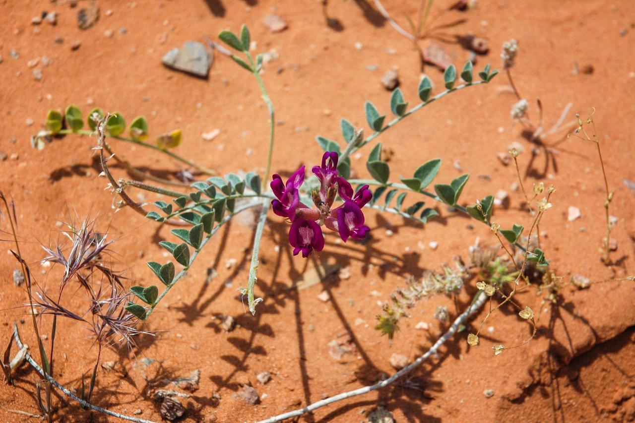 Red Sands Habitation #3 - thumb 13