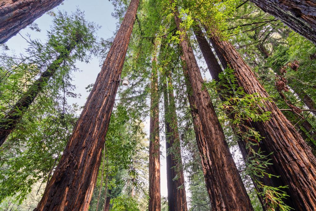 Forest Hideaway W/ Wraparound Deck & Firepit Home - thumb 2