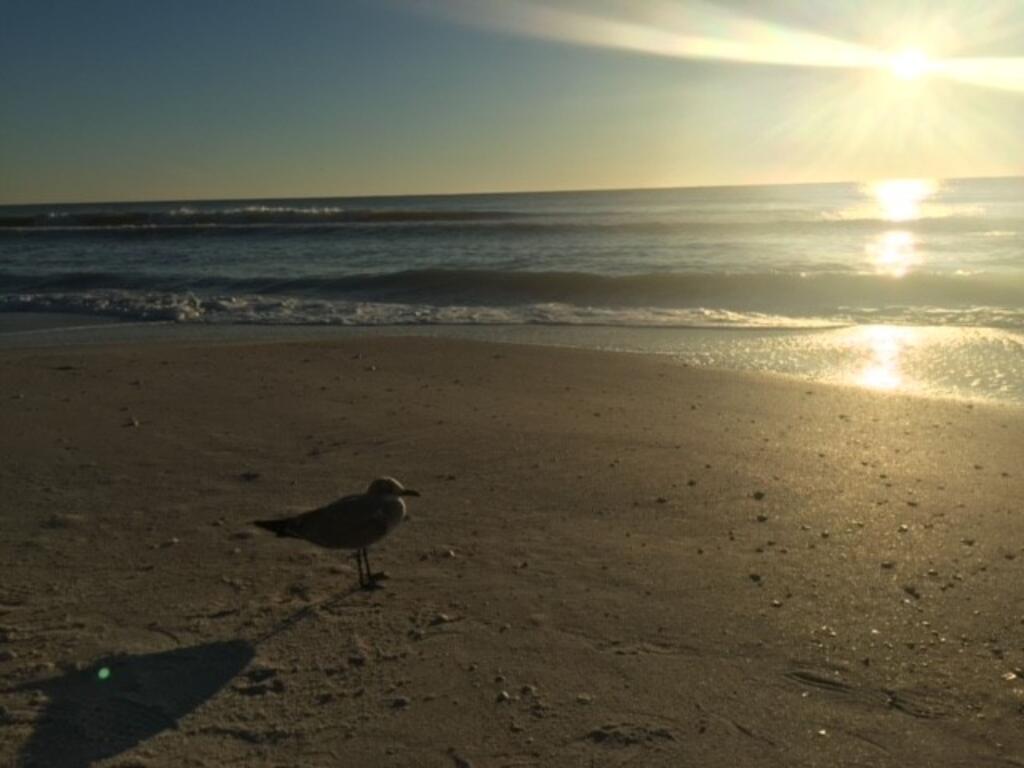 Sandy Bottoms - Wkly - thumb 1