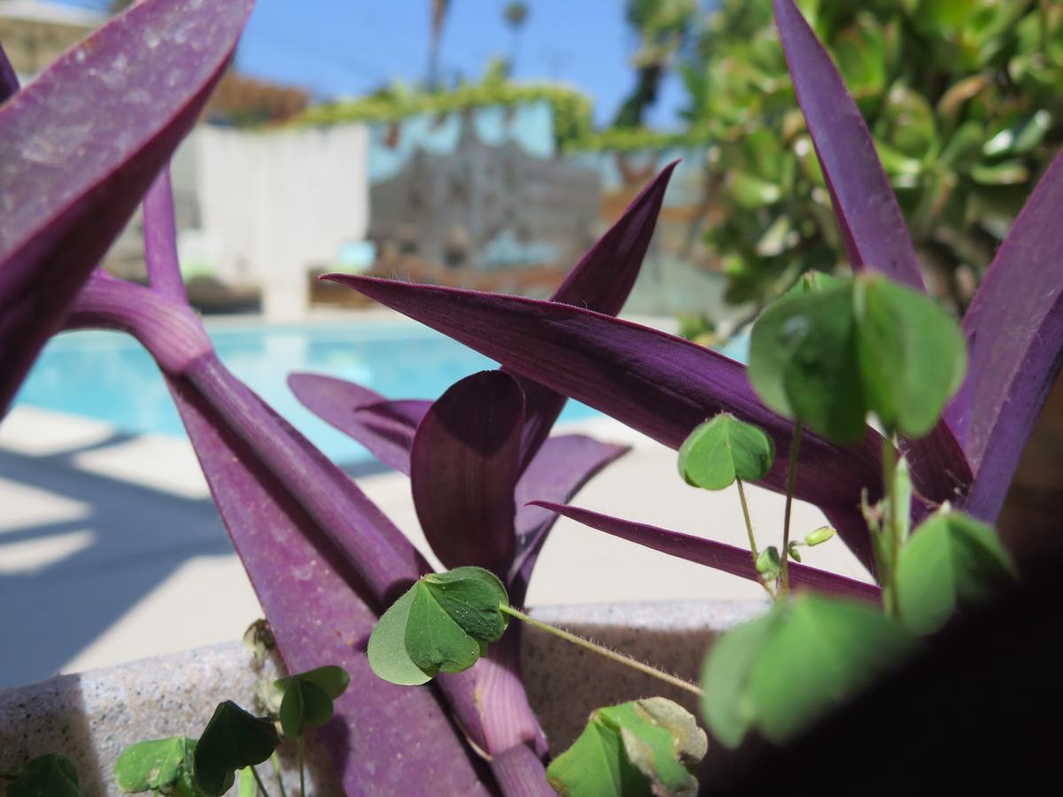 Art Hotel Laguna Beach, Trademark Collection By Wyndham - thumb 42