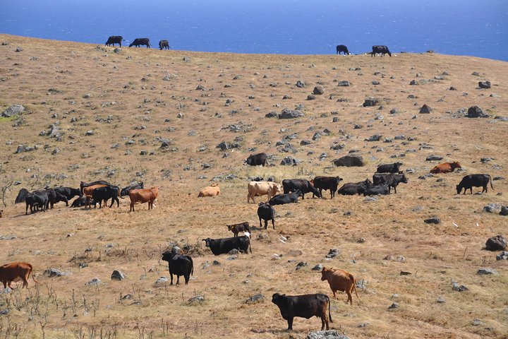 Maui Tour : Road To Hana Day Trip From Kahului - thumb 3