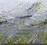 Everglades Airboat Safari - Orlando Tourists