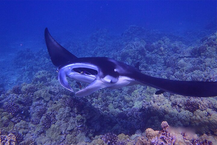 Night Manta Ray Adventure