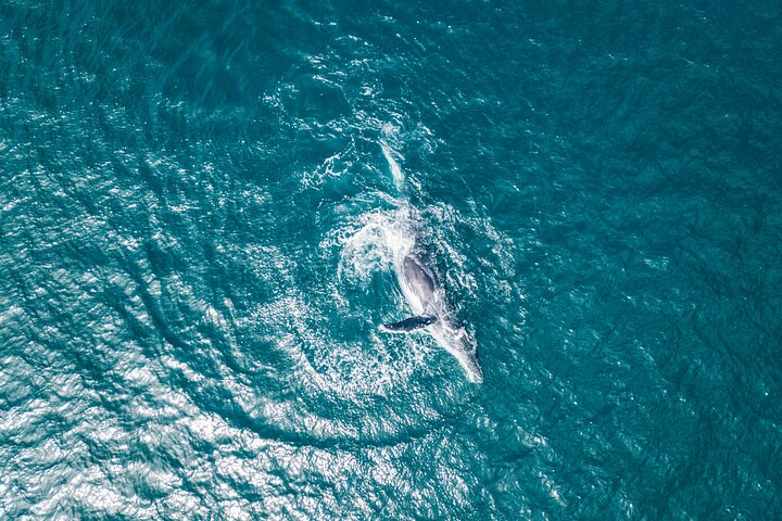 2 Hour Whale Watching Kayak Tour For Two - thumb 0