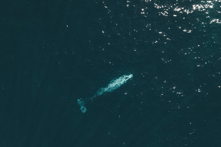 2 Hour Whale Watching Kayak Tour For Two - thumb 2