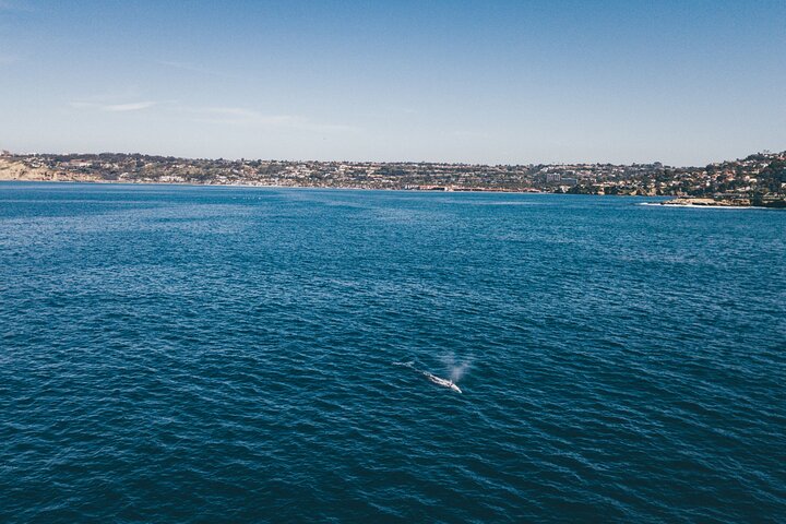2 Hour Whale Watching Kayak Tour For Two - thumb 3