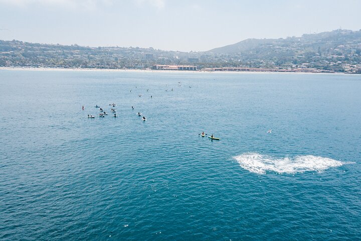2 Hour Whale Watching Kayak Tour For Two - thumb 5
