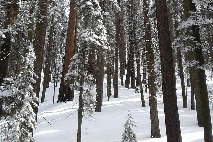 Sequoia National Park Snowshoe Adventure