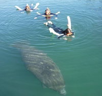 Manatee Snorkeling Tours - Orlando Tourists
