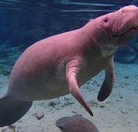 Swim with the Manatees Includes In-Water Guide/Photographer - Orlando Tourists
