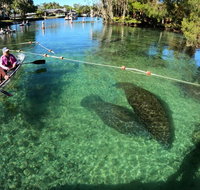 All Clear Kayak Manatee Viewing Ecotour With Local Guide - Orlando Tourists