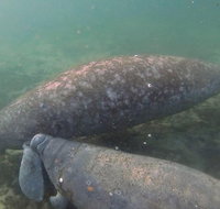 Swim With Manatees In Crystal River Florida - Orlando Tourists