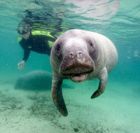 Manatee Snorkel Tour with In-Water Divemaster/Photographer - Orlando Tourists