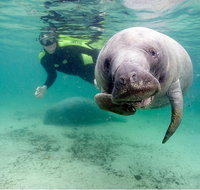 Small group Manatee Tour with In-Water Divemaster/Photographer - Orlando Tourists