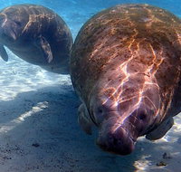Small Group VIP Manatee Pontoon Tour - Orlando Tourists