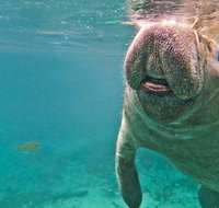 Self Drive Swim with Manatees on the Crystal River - Orlando Tourists