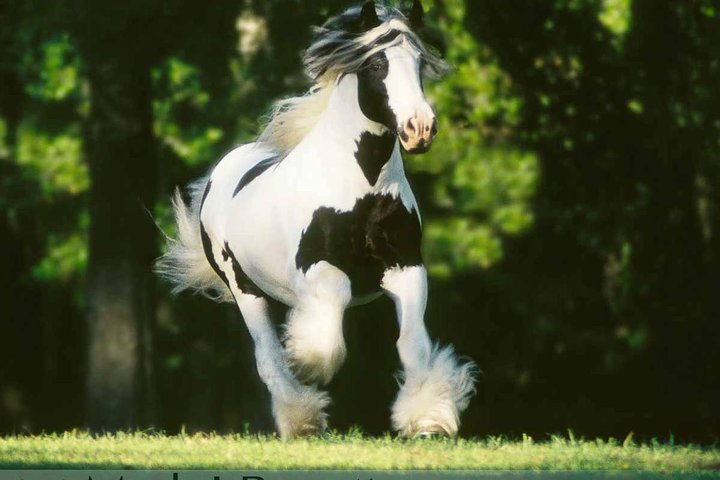 Gypsy Gold Horse Farm Tour - thumb 1