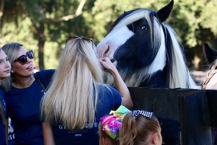 Gypsy Gold Horse Farm Tour - thumb 3