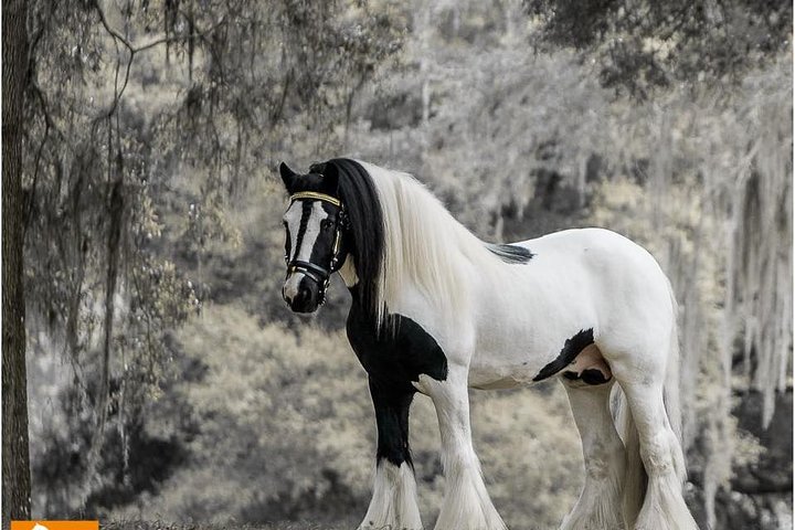 Gypsy Gold Horse Farm Tour - thumb 4