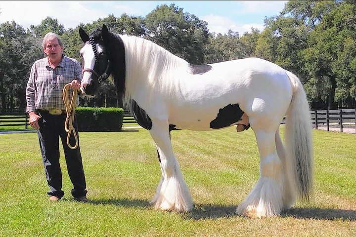 Gypsy Gold Horse Farm Tour - thumb 5