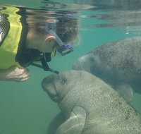 Deluxe Manatee Swim Tour - Orlando Tourists