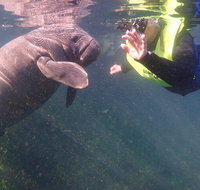 Manatees and Rainbow River by SCUBA or Snorkel - Orlando Tourists