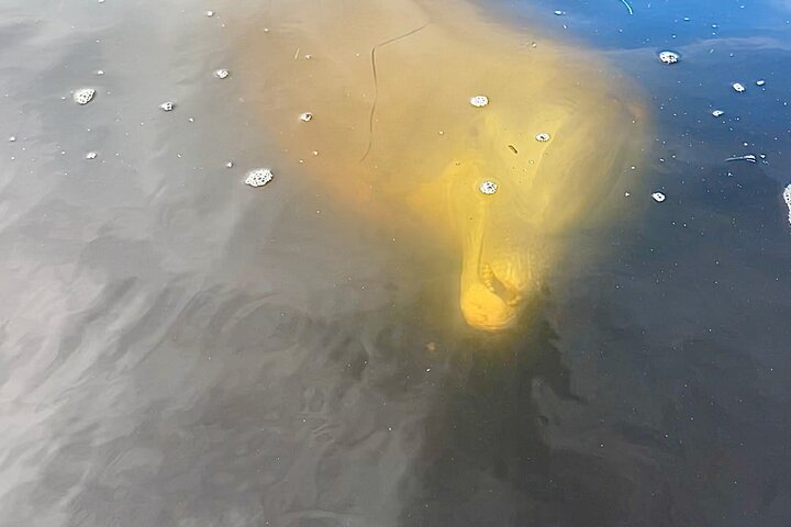 Daytime Dolphin Cruise - thumb 3