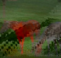 Half-Day Thoroughbred Horse Farm Tour in Kentucky - Orlando Tourists