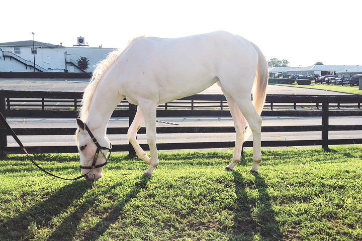 Rarest Thoroughbreds in the World Tour