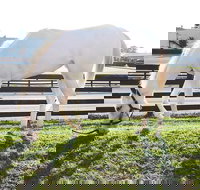 Rarest Thoroughbreds in the World Tour - Orlando Tourists