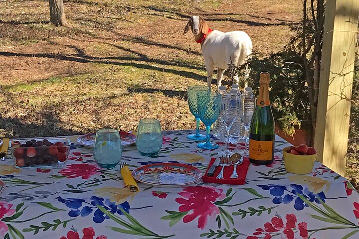 Private Picnic with Goats in Lexington