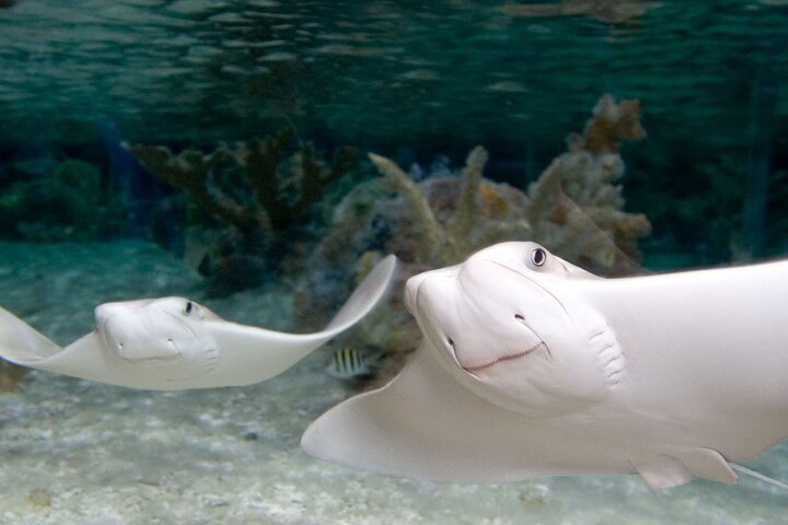 SEA LIFE New Jersey At American Dream - thumb 5