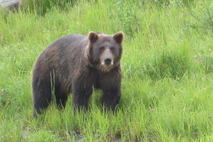 Bear Feeding At The Alaska Wildlife Conservation Center - thumb 0