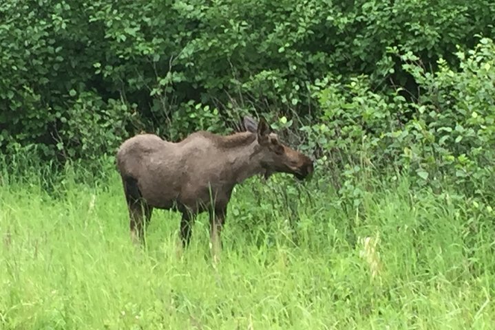 Bear Feeding At The Alaska Wildlife Conservation Center - thumb 3