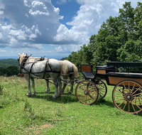 Horse and Carriage Ride through Moses H. Cone Park - Orlando Tourists