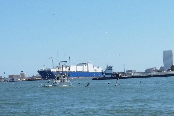 Dolphin Sightseeing Tour in Galveston with a Guide
