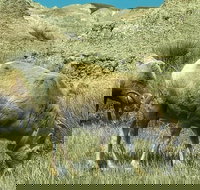 Private VIP Boutique Day Tour of Mt. Rushmore and The Badlands - Orlando Tourists