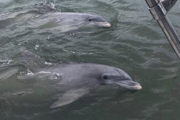 90-Minute Private Dolphin Tour in Hilton Head Island