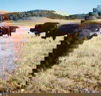 Private Mt Rushmore  Southern Black Hills Tour - Orlando Tourists